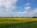 The scenery of the beautiful flower fields in Germany Royalty Free Stock Photo