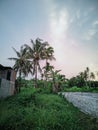 the scenery in the beautiful hometown with coconut trees and clouds in the background Royalty Free Stock Photo