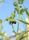 Black fruit ripe
