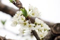 White pear blossoms as white as snow bloomed on the branches..