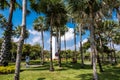 Scenery of Chatuchak park in the mid day