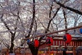 Scenery of Cherry Blossom Festival  Sakura Matsuri  with traditional Japanese lanterns hanging on a bamboo pole Royalty Free Stock Photo