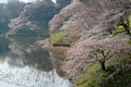 Scenery of cherry blossom trees Sakura blooming vibrantly on the slopes by a pond and bathed in warm soft sunlight