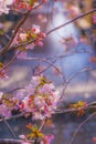 Scenery of cherry blossoms and rivers