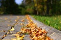 Scenery of colorful dried leaves on the side of the walking trail of the park in autumn Royalty Free Stock Photo