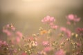 The scenery of the cosmos flowers with rim light in sunset time in Chiang Rai, Thailand