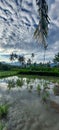 The scenery of the countryside in the morning in Bali