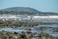 Scenery of cute gulls hanging out at the seashore