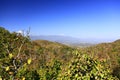 Scenery of the deciduous forest changing color