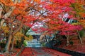 Scenery of fiery maple trees at the entrance Sandou to Bishamon Hall Bishamondo