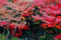 Scenery of fiery maple trees by a pond with stones in the quiet water & a red wooden bridge in the forest in Koishikawa Korakuen Royalty Free Stock Photo