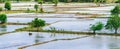 Scenery of flooded rice paddies. Agronomic methods of growing rice with water in which rice sown