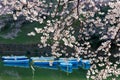 Scenery of flourishing cherry blossom trees blooming on a beautiful spring morning and rowboats parking on the canal under beautif Royalty Free Stock Photo