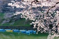 Scenery of flourishing cherry blossom trees blooming on a beautiful spring morning and rowboats parking on emerald water Royalty Free Stock Photo