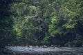 Scenery of the forest Taman Negara from the river Sungai Tembeling in Malaysia. Royalty Free Stock Photo