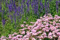 Salvia nemorosa and Argyranthemum frutescens Royalty Free Stock Photo