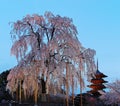Scenery of a giant cherry blossom tree Sakura & the famous Five-Story Pagoda of Toji Temple in Kyoto