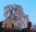 Scenery of a giant cherry blossom tree Sakura & the famous Five-Story Pagoda of Toji Temple in Kyoto, Kansai, Japan Royalty Free Stock Photo