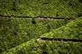 Tea plantations in Munnar, Kerala, India Royalty Free Stock Photo