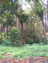 scenery of green trees in asia garden rainforest flower background