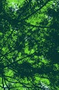 Scenery in green, underneath a thick ash foliage. Illustration of spring or summer in a forest, looking upward. Leaves filtering t