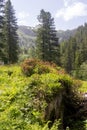 scenery hiking in the alps - alp rose, trees and mountains Royalty Free Stock Photo