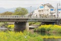 Scenery of Kamogawa with yellow flowers and bridge