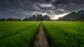 The scenery of Khao Nor with a row of green rice field in a beautiful sunset time in Nakhon Sawan province, Thailand