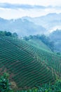 Scenery landscape of tea plantations in morning mist, beautiful layers and pattern of tea terraces fields in a tropical forest.
