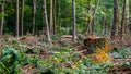 Scenery of the liesbos forest in Breda during deforestation for upkeep, tree stump of a cut down tree and branches Royalty Free Stock Photo