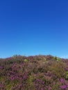 Scenery of lush meadow of common heather flowers on a slope of a hill under the clear sky Royalty Free Stock Photo