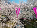 Scenery of Meguro river when white cherry blossoms or sakura full bloom Royalty Free Stock Photo