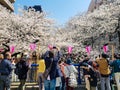 Scenery of Meguro river when white cherry blossoms or sakura full bloom Royalty Free Stock Photo