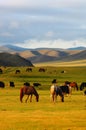 Scenery in Mongolia Royalty Free Stock Photo