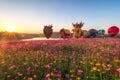 The scenery of morning sunrise over cosmos flower field that plenty of hot air balloons near the lake in Chiang Rai, Thailand