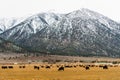 Scenery of Mount Shasta and animals grazing the grass in California, the USA Royalty Free Stock Photo