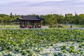 The scenery of the North Lake National Wetland Park in Changchun, China with lotus in full bloom