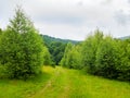 scenery with path through the meadow and green trees leads in to the primeval beech forest Royalty Free Stock Photo