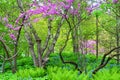 The scenery of trees and bluebells in Olbrich Garden, Madison, Wisconsin Royalty Free Stock Photo