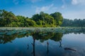 A scenery of a pond filled by lotuses with clear sky reflection