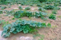 Pumpkin patch Royalty Free Stock Photo