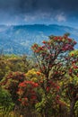 Scenery rhododendron forest in full bloom