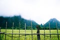 Rice field, mountain and bamboo wall in foggy day Royalty Free Stock Photo