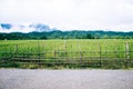 Rice field, mountain and bamboo wall in foggy day Royalty Free Stock Photo