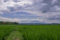 Scenery of rice field under the dramatic cludy sky in the morning