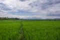 Scenery of rice field under the dramatic cludy sky in the morning