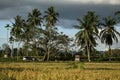 Scenery of rice fields and coconut trees with cloudy clouds