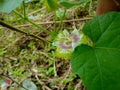 The scenery in river with cloud and the across townFetid passionflower, Scarletfruit passionflower, Stinking passionflower Passif