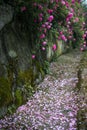 The Scenery In Rose Garden