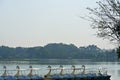 Scenery of Row of Swan Pedal Boats on the Lake Royalty Free Stock Photo